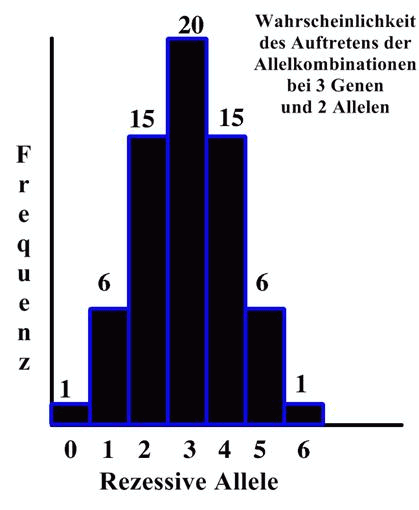 Polygenvererbung am Beispiel 3 Gene